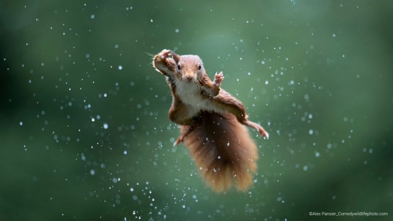 عکس سنجاب قرمز در مسابقات عکاسی